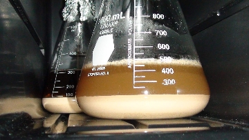 Yeast starters in a wine cooler.